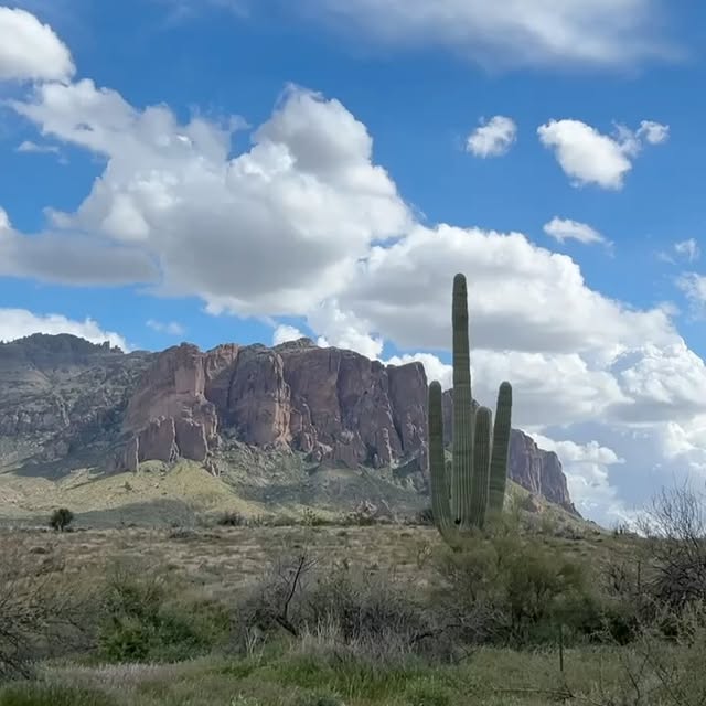 A tall saguaro cactus in desert terrain with rocky mountains behind