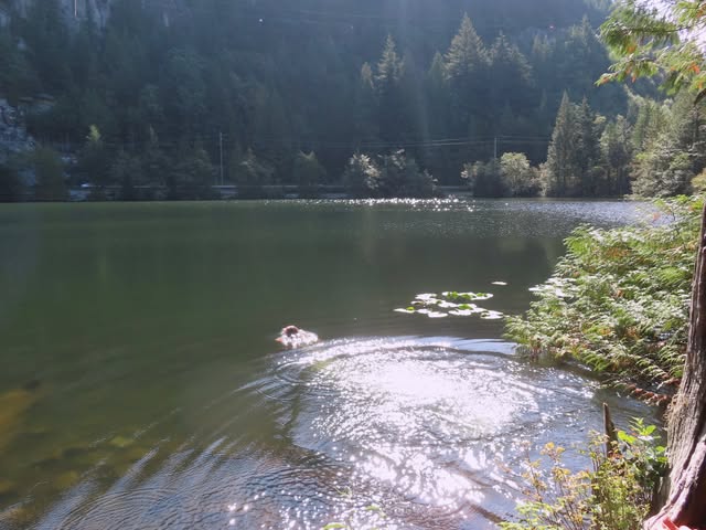 A swimmer’s head above the surface of a still mountain lake ringed by evergreens